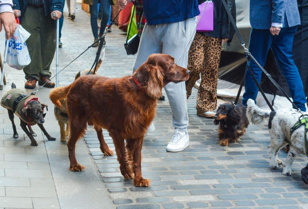 Dog-Friendly Activities In London: 15 For Your And Your Pooch