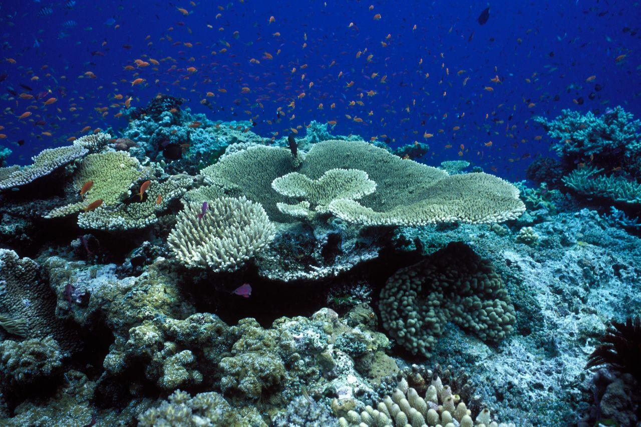The Great Barrier Reef has lost half its corals 