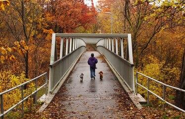 The elusive urban forest that lies beneath Toronto