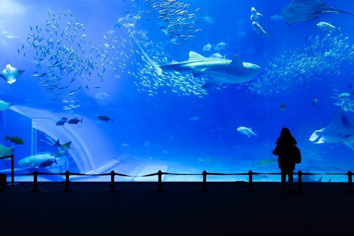 Okinawa Churaumi Aquarium, Japan